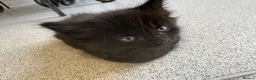 Mixed Breed cats for sale: Balinese X British short hair Black fluffy kittens - Advert 12