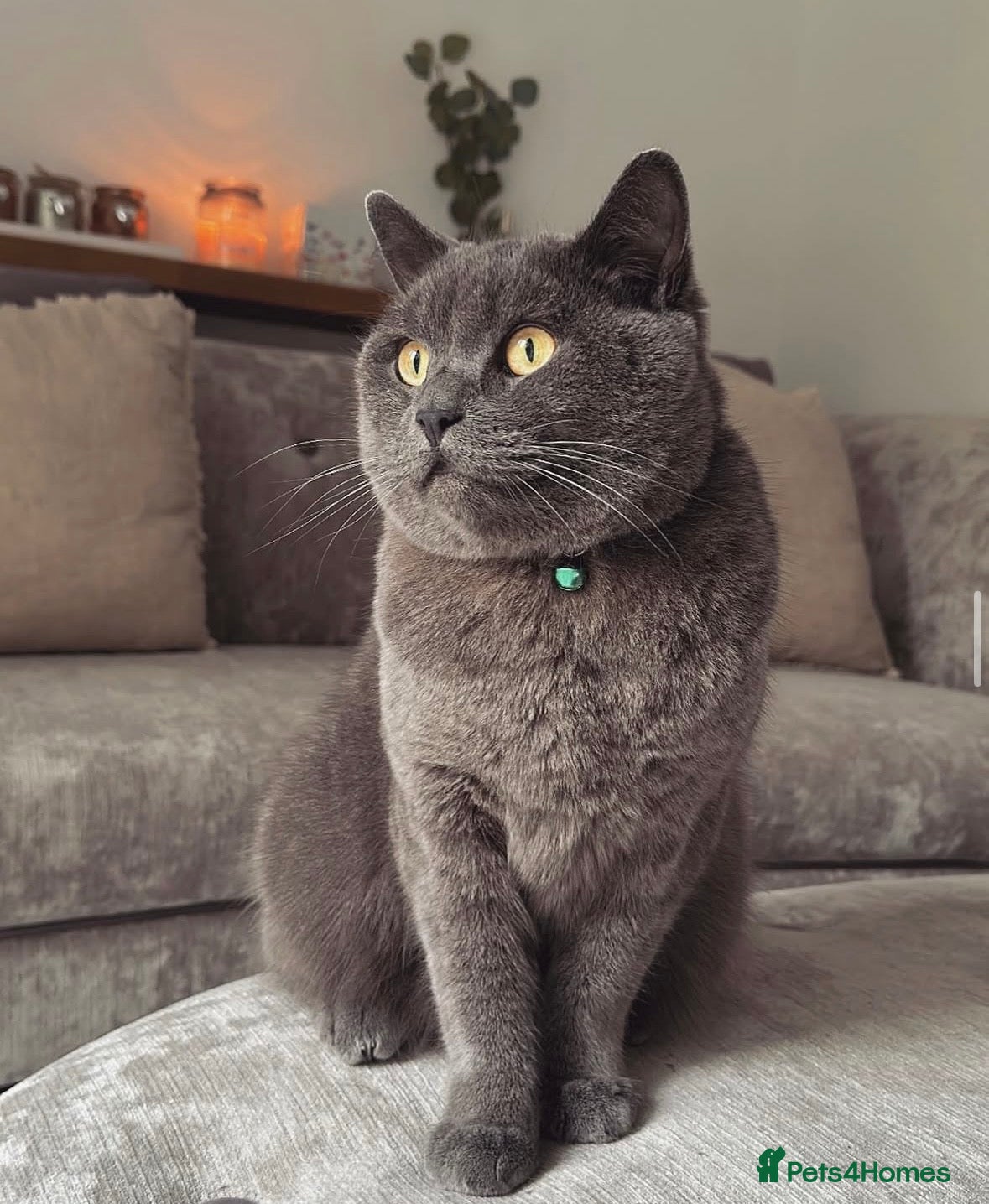 British Shorthair cats Gatsby | British Shorthair | Male | 6 Years Old - Advert 1