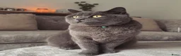 British Shorthair cats for sale: Gatsby | British Shorthair | Male | 6 Years Old - Advert 1