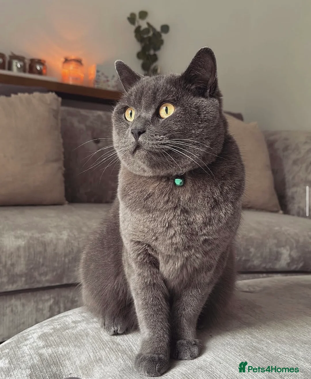 British Shorthair cats for sale: Gatsby | British Shorthair | Male | 6 Years Old - Advert 1