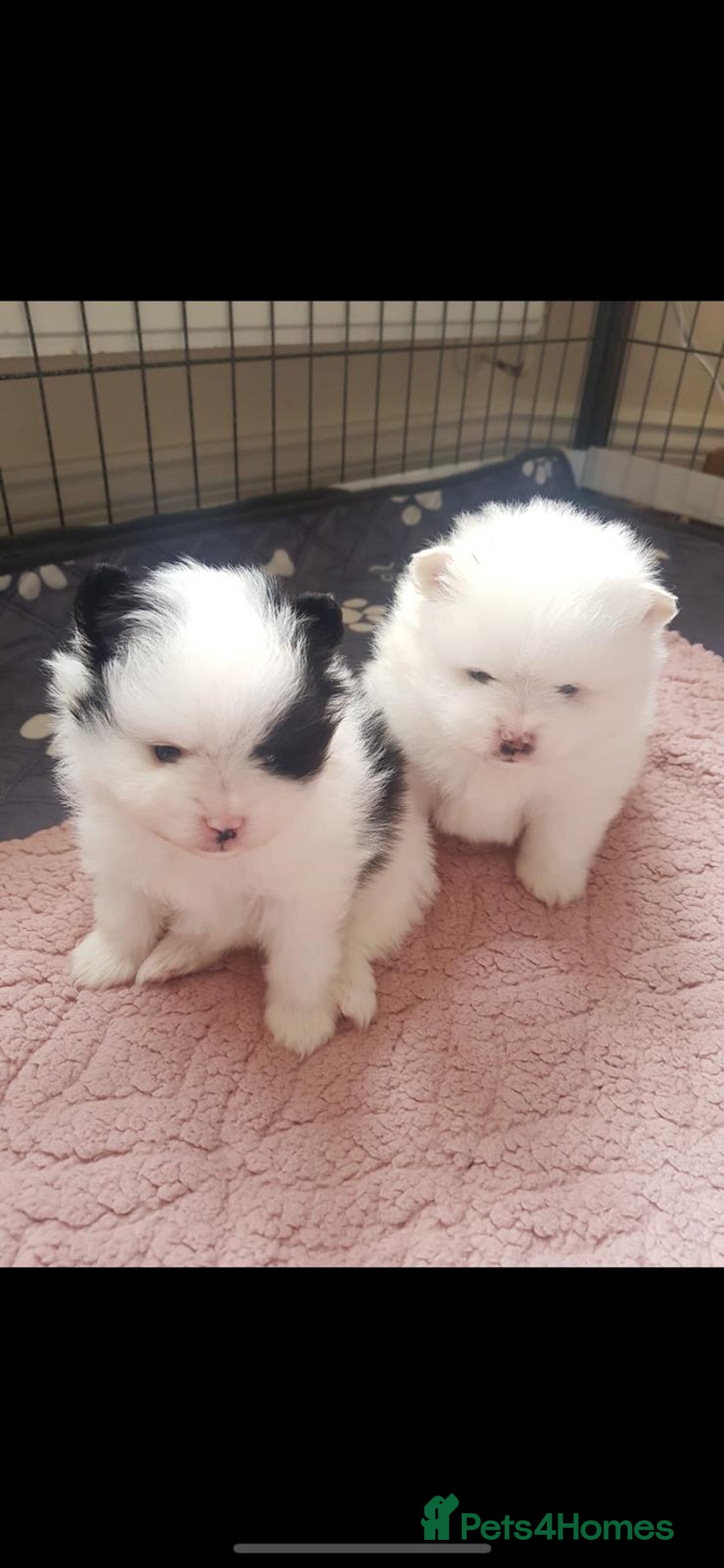 Pomeranian dogs for stud: KC PURE WHITE RUSSIAN POM  - Advert 7