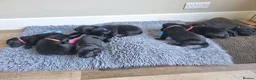 Labrador Retriever dogs for sale: Beautiful litter of 8 Black Labrador puppies  - Advert 5