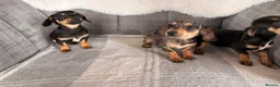 Chiweenie dogs for sale: Gorgeous Chiweenie puppies for sale - Advert 18