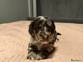 Bordoodle dogs Stunning litter of colliepoo/bordoodle puppies - Advert 6
