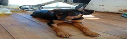 Mixed Breed dogs for sale: 6 month old female puppy  - Advert 4