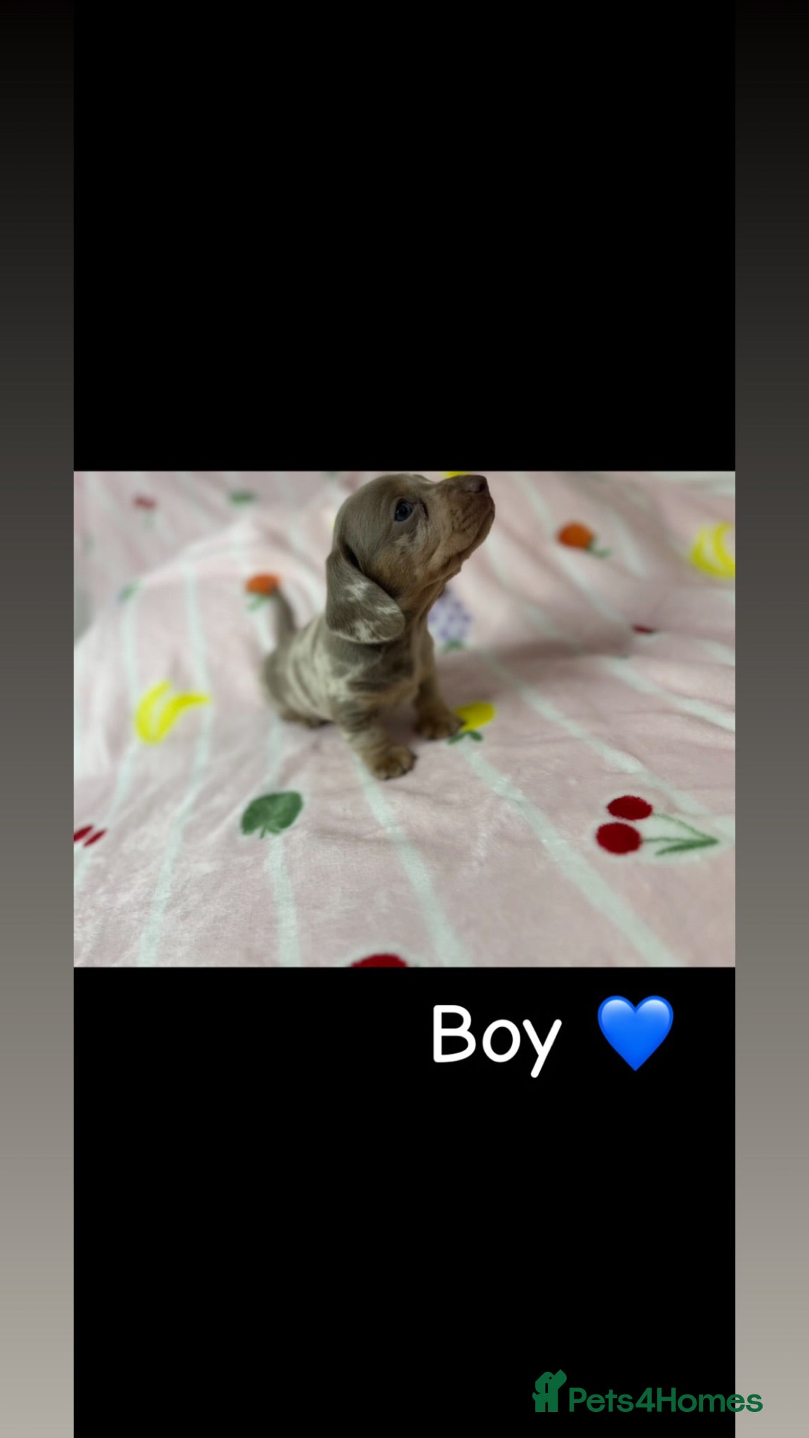 Miniature Dachshund dogs Miniature dachshund pups for sale  - Advert 7