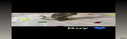 Miniature Dachshund dogs for sale: Miniature dachshund pups for sale  - Advert 1