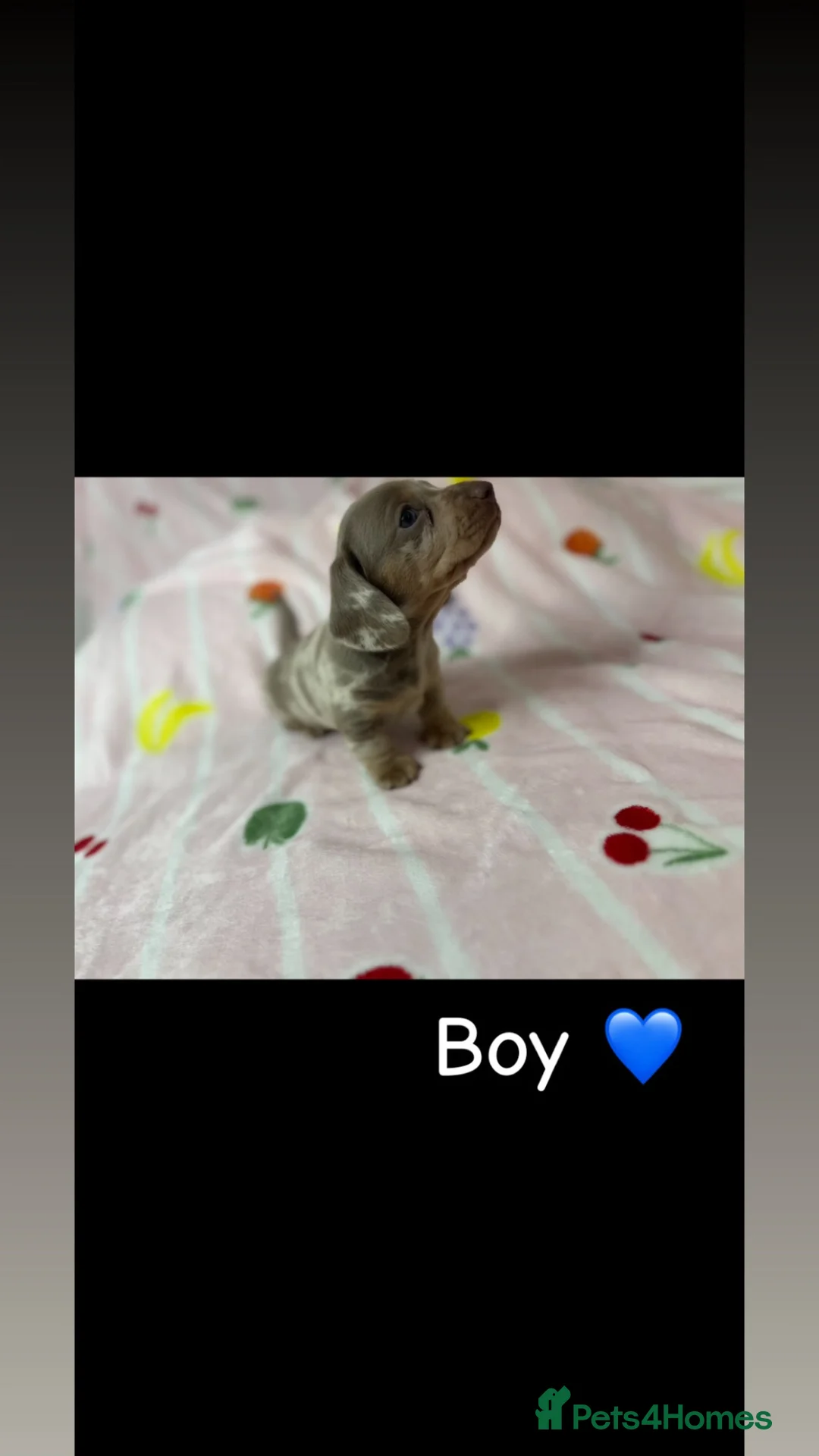 Miniature Dachshund dogs for sale: Miniature dachshund pups for sale  - Advert 1