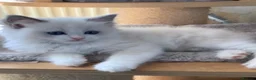 Ragdoll cats for sale: 🌟Beautiful registered Ragdoll kittens🌟 - Advert 16