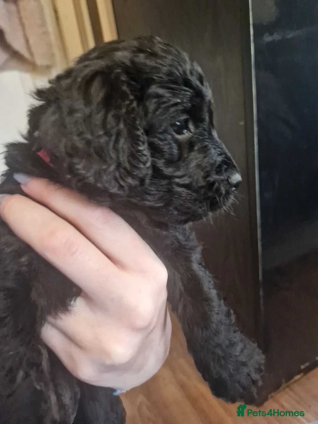 Cockapoo dogs for sale: Cockapoo puppies - Advert 16