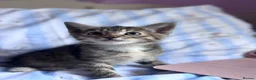 Ragdoll cats for sale: Lovely kittens for sale - Advert 9