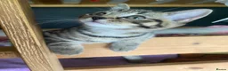 Mixed Breed cats for sale: British Shorthair mix kittens  - Advert 5