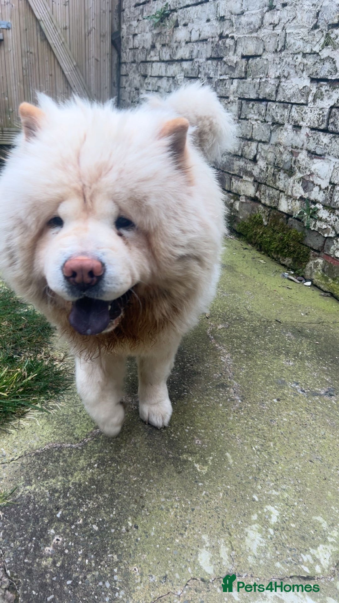 Chow Chow dogs for stud: Male chow chow for stud  - Advert 2
