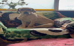 Labrador Retriever dogs for sale: Lovely Labrador puppies ready for new home 💕 - Image 7