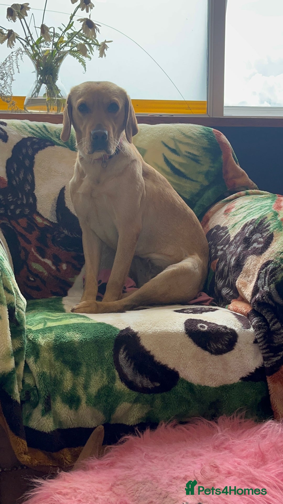 Labrador Retriever dogs for sale: Lovely Labrador puppies ready for new home 💕 - Image 7