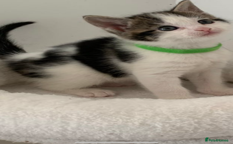 British Shorthair cats - Advert 10