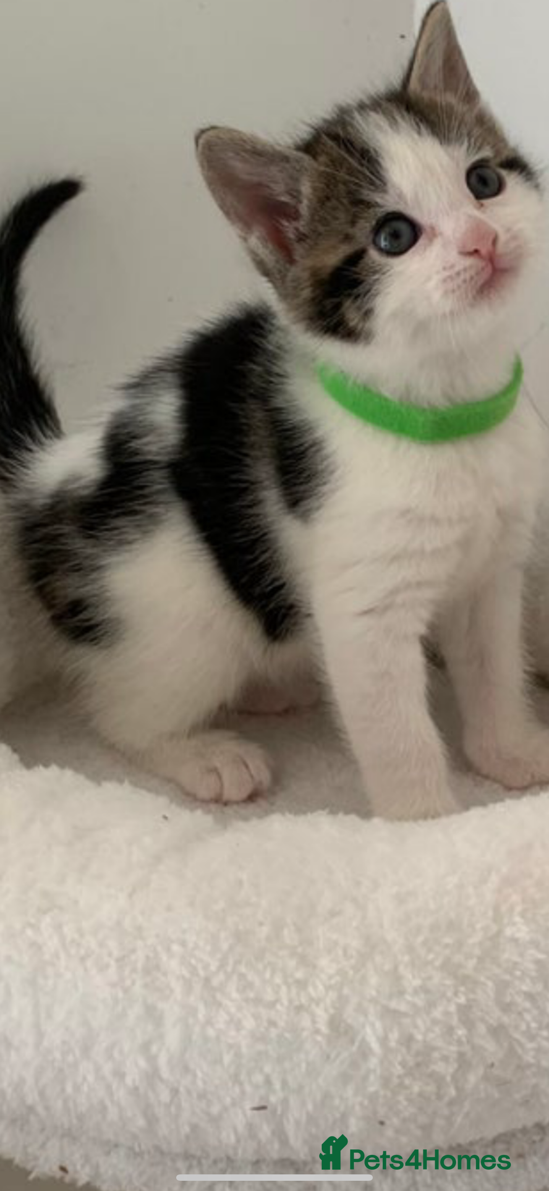 British Shorthair cats for sale: Adorable kitten  - Image 1