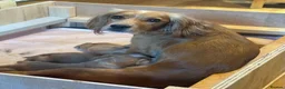 Cocker Spaniel dogs for sale: Excellent pedigree working Cocker Spaniel puppies - Advert 1