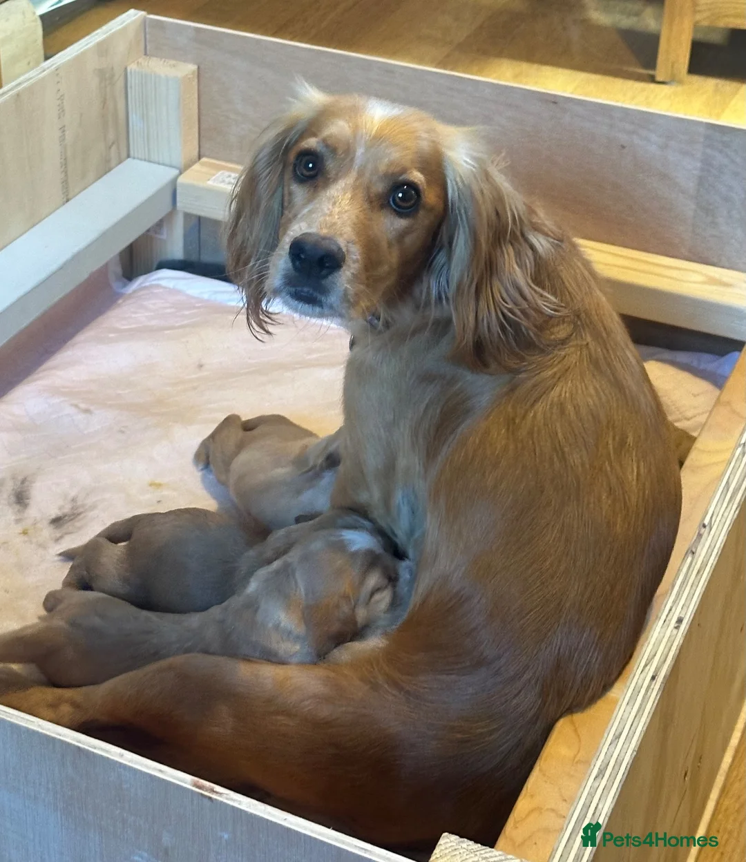 Cocker Spaniel dogs for sale: Excellent pedigree working Cocker Spaniel puppies - Advert 1