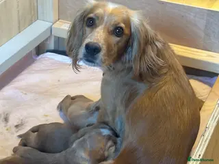 Cocker Spaniel dogs Excellent pedigree working Cocker Spaniel puppies - Advert 1