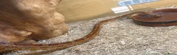 Corn Snake reptiles for sale: Corn snake with complete set up - Advert 3
