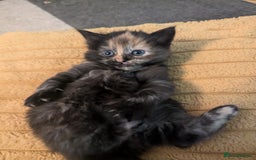 Mixed Breed cats for sale: wonderful Kittens  - Image 13