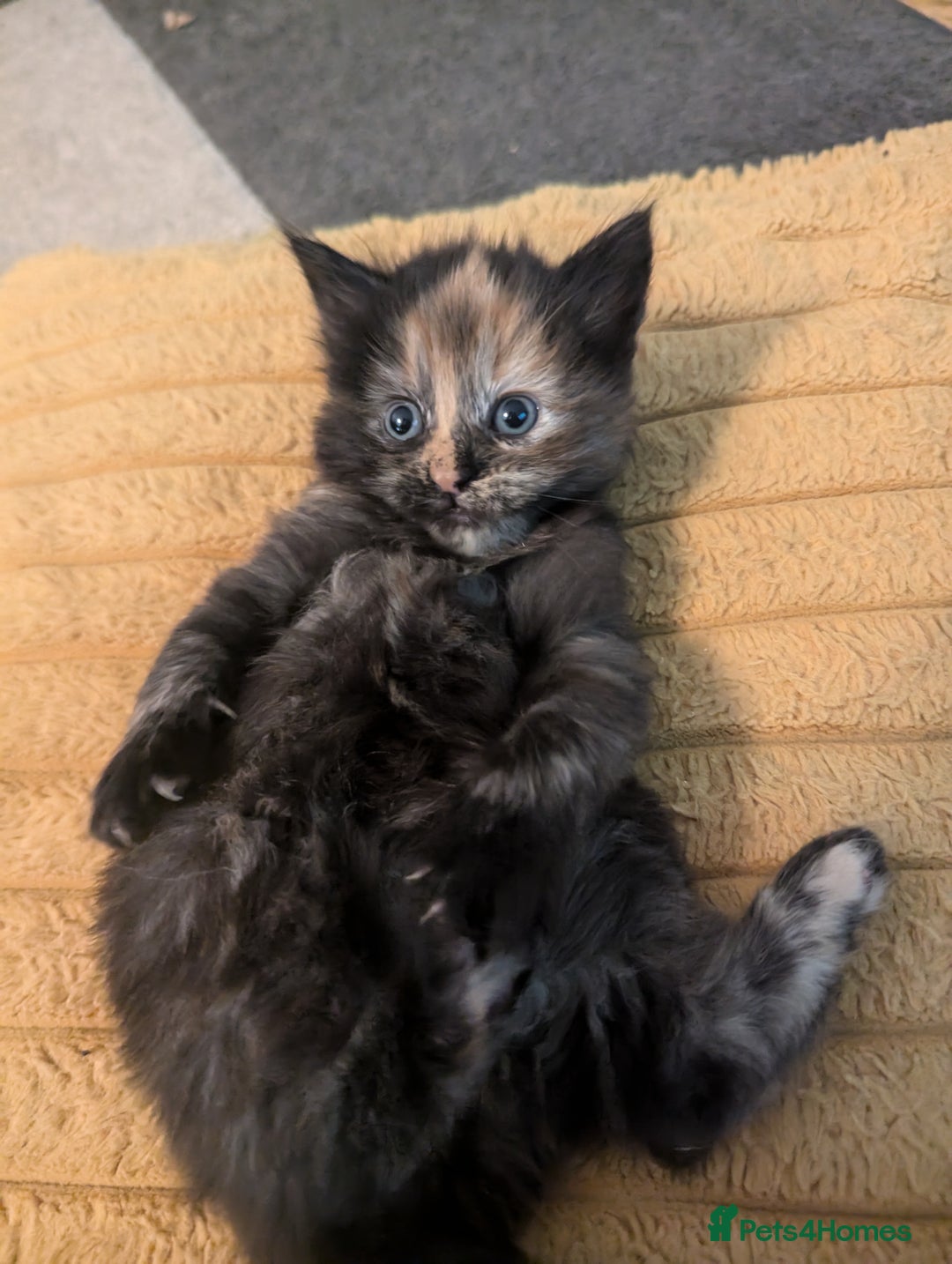 Mixed Breed cats for sale: wonderful Kittens  - Image 13