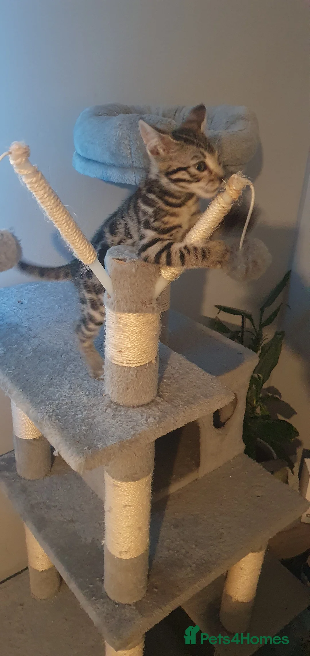 Bengal cats for sale: STUNNING BENGAL TABBY MIXED GIRL! - Advert 8