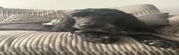 Cockapoo dogs for sale: F1 Cockapoo puppies (from health tested parents) - Advert 10