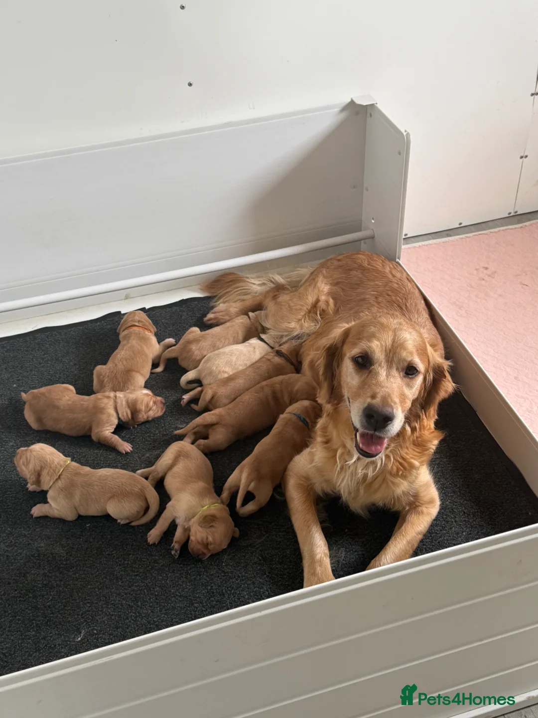 Golden Retriever dogs for sale: Stunning golden retriever puppies  - Advert 1