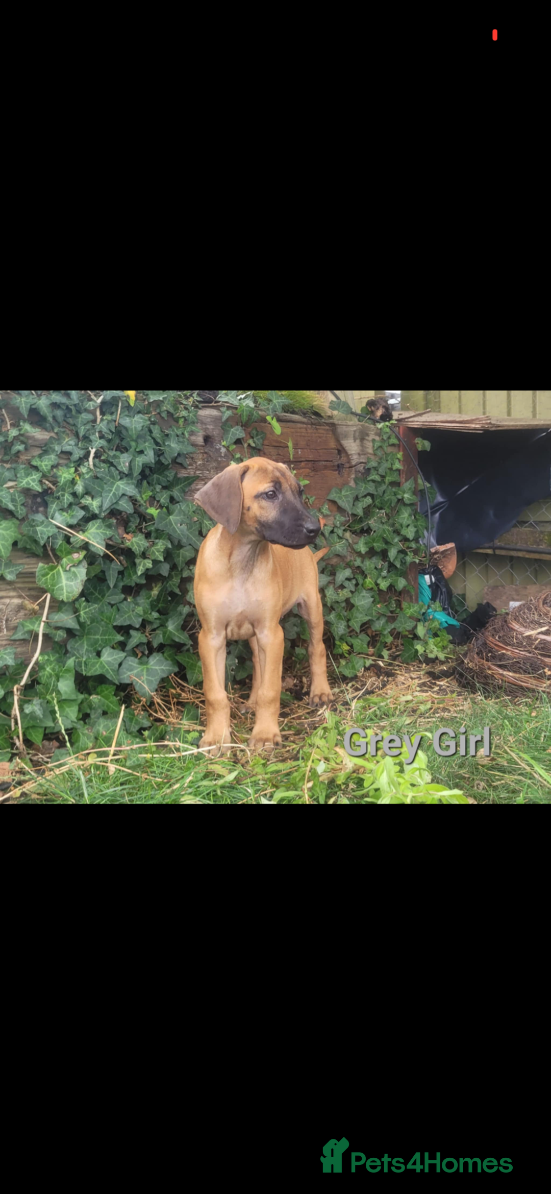 Rhodesian Ridgeback dogs for sale: KC reg chunky handsome pups - Image 32
