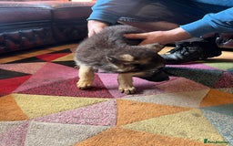German Shepherd dogs for sale: German shepherd puppies 2 girls 1 male - Image 8