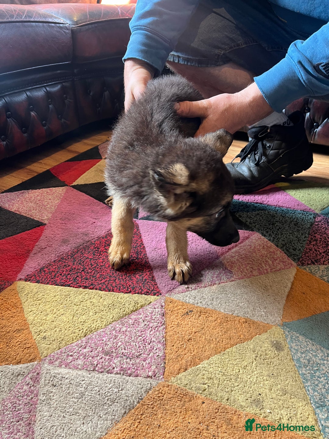 German Shepherd dogs for sale: German shepherd puppies 2 girls 1 male - Image 8