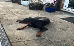 Dobermann dogs for sale: Doberman needing forever loving home - Image 2