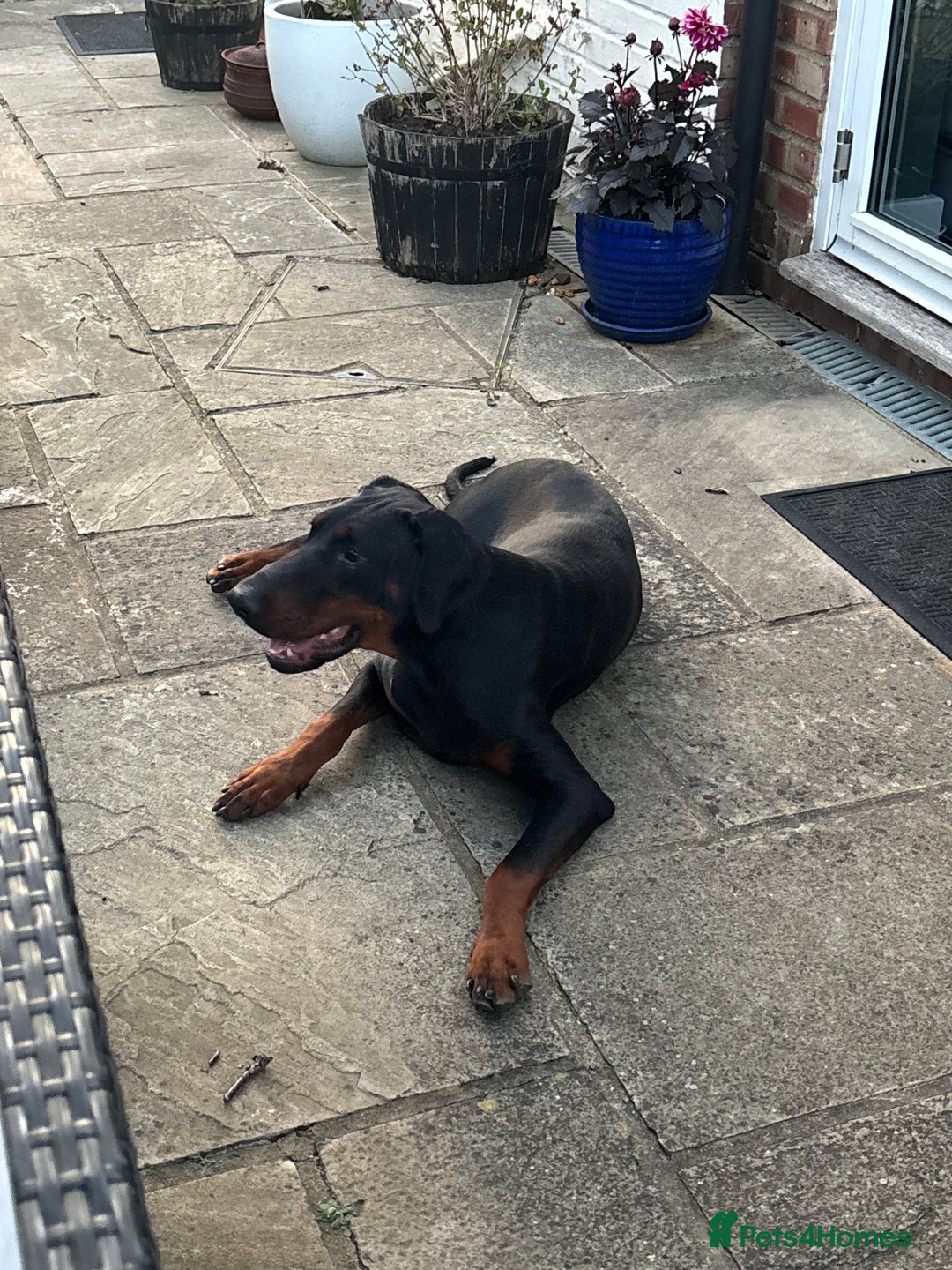 Dobermann dogs for sale: Doberman needing forever loving home - Image 2