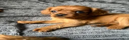 Cavapoo dogs for sale: Toy Cavapoo puppies- 3 boys & 3 girls  in Bristol - Advert 12