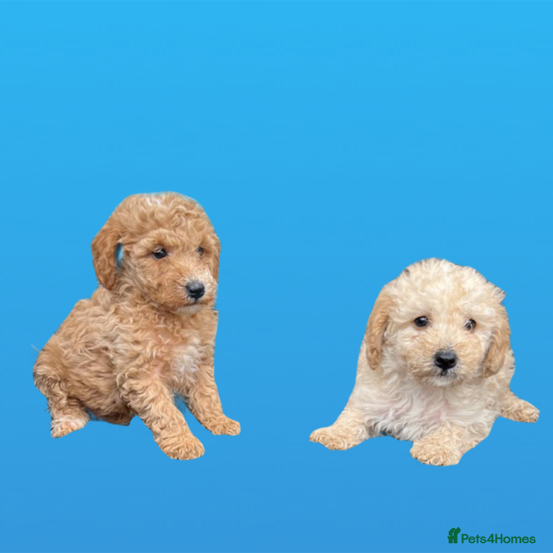 Cockapoo dogs for sale: F1B cockapoo puppys - Image 8