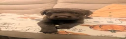 Labrador Retriever dogs for sale: Chocolate Labrador pups - Advert 5