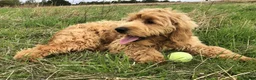 Goldendoodle dogs for sale: Phoebe F1 Miniature Goldendoodle - Advert 15