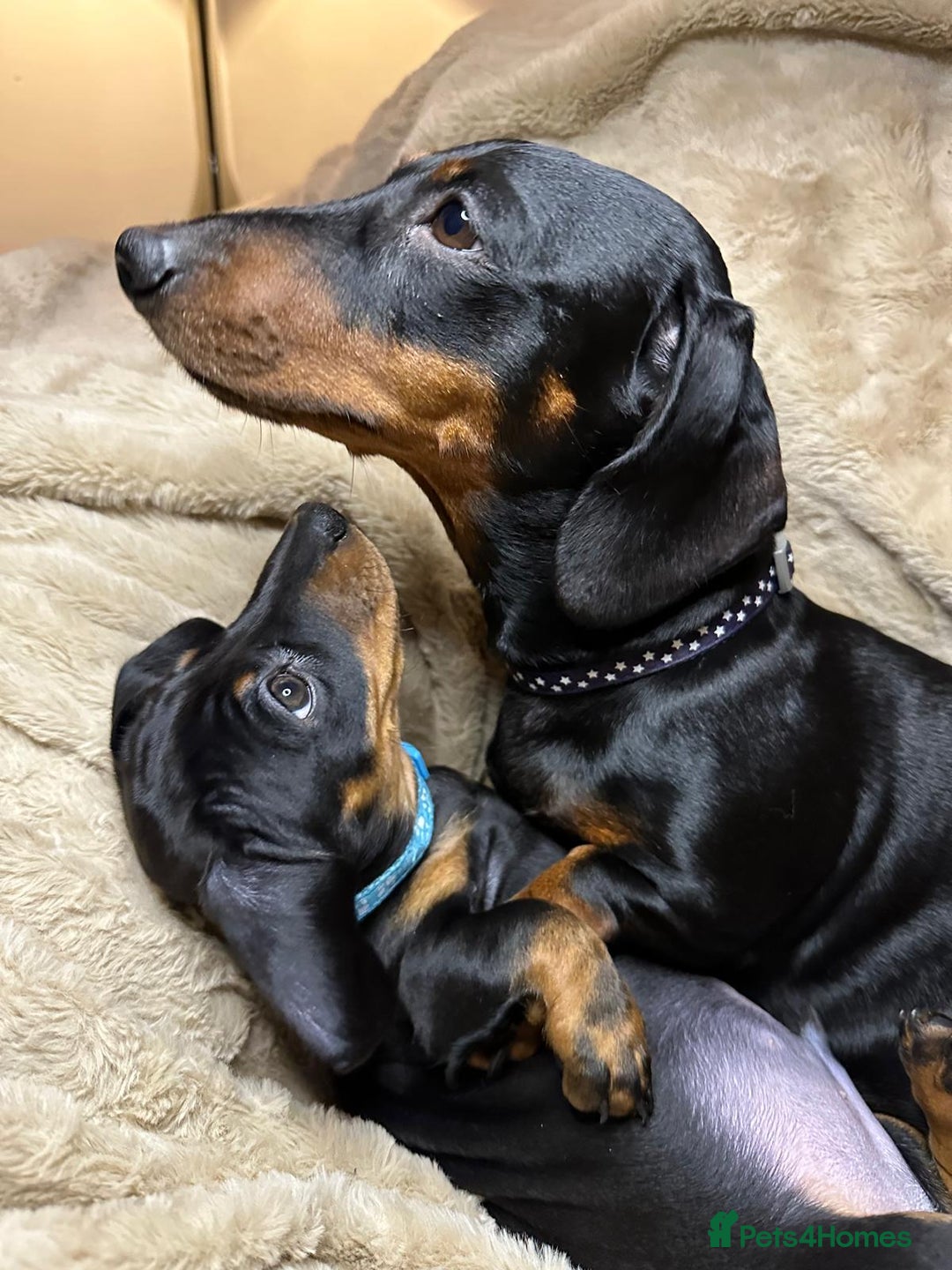 Miniature Dachshund dogs for sale: Kennel club registered champion bloodline. - Advert 2