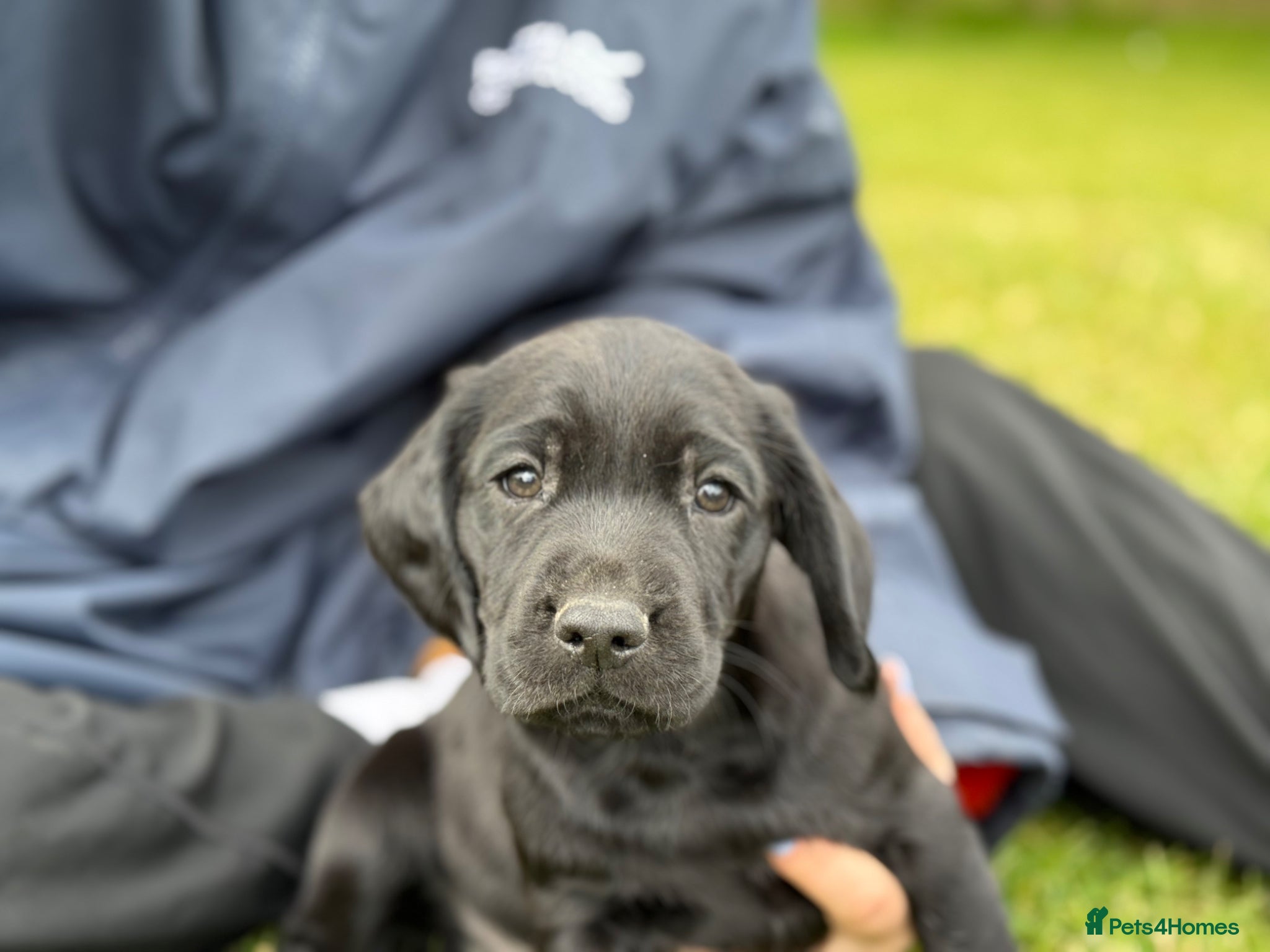 Springador dogs for sale: Spaniel x Labrador puppies  - Advert 14