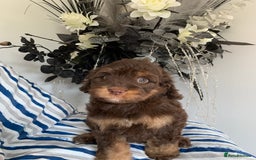Cockapoo dogs for sale: Cockapoo puppies F1/F1b. Health tested ready soon  - Image 4