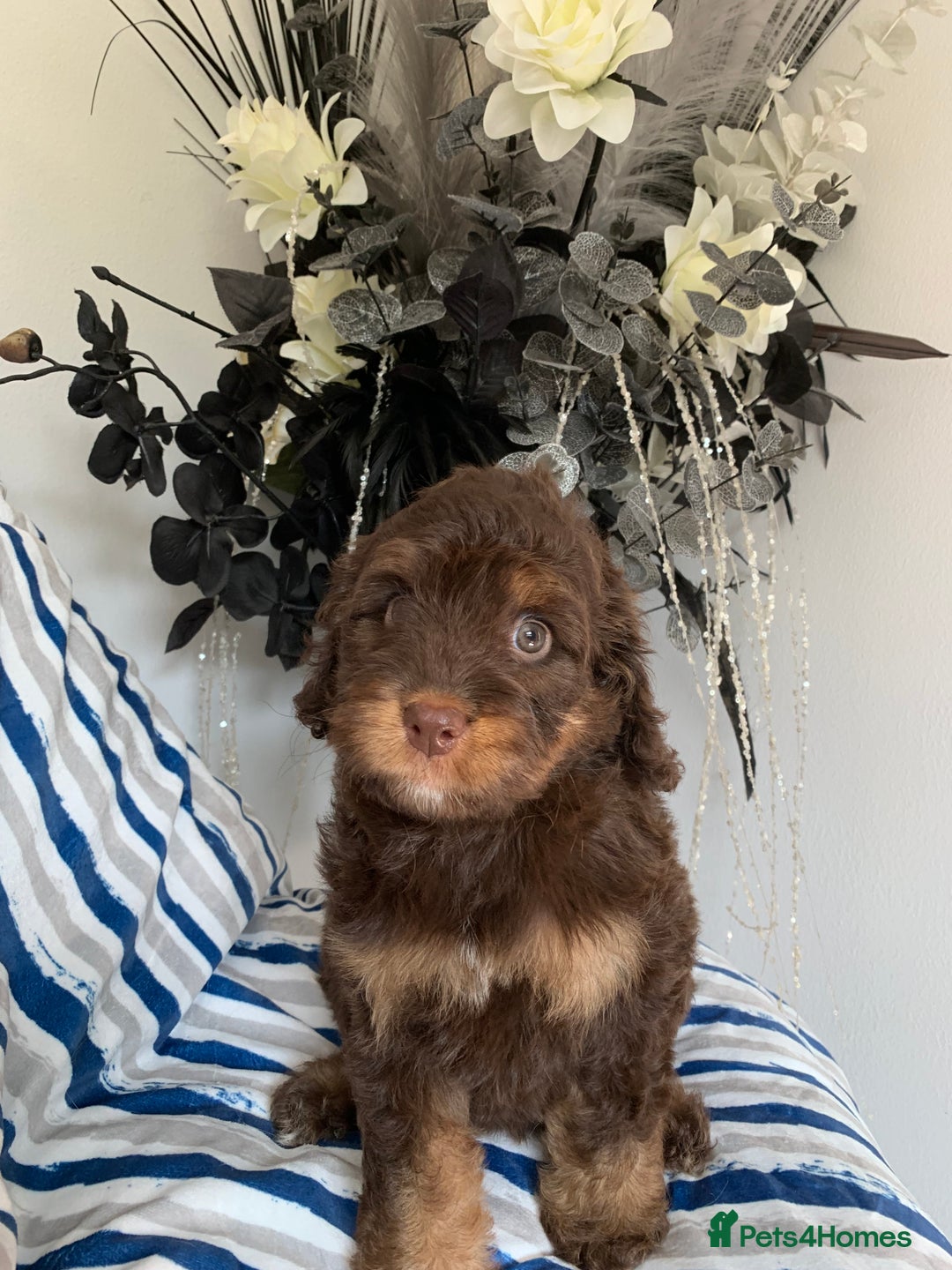 Cockapoo dogs for sale: Cockapoo puppies F1/F1b. Health tested ready soon  - Image 4