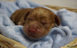 Mixed Breed dogs for sale: Golden Cocker Spaniel  - Image 5