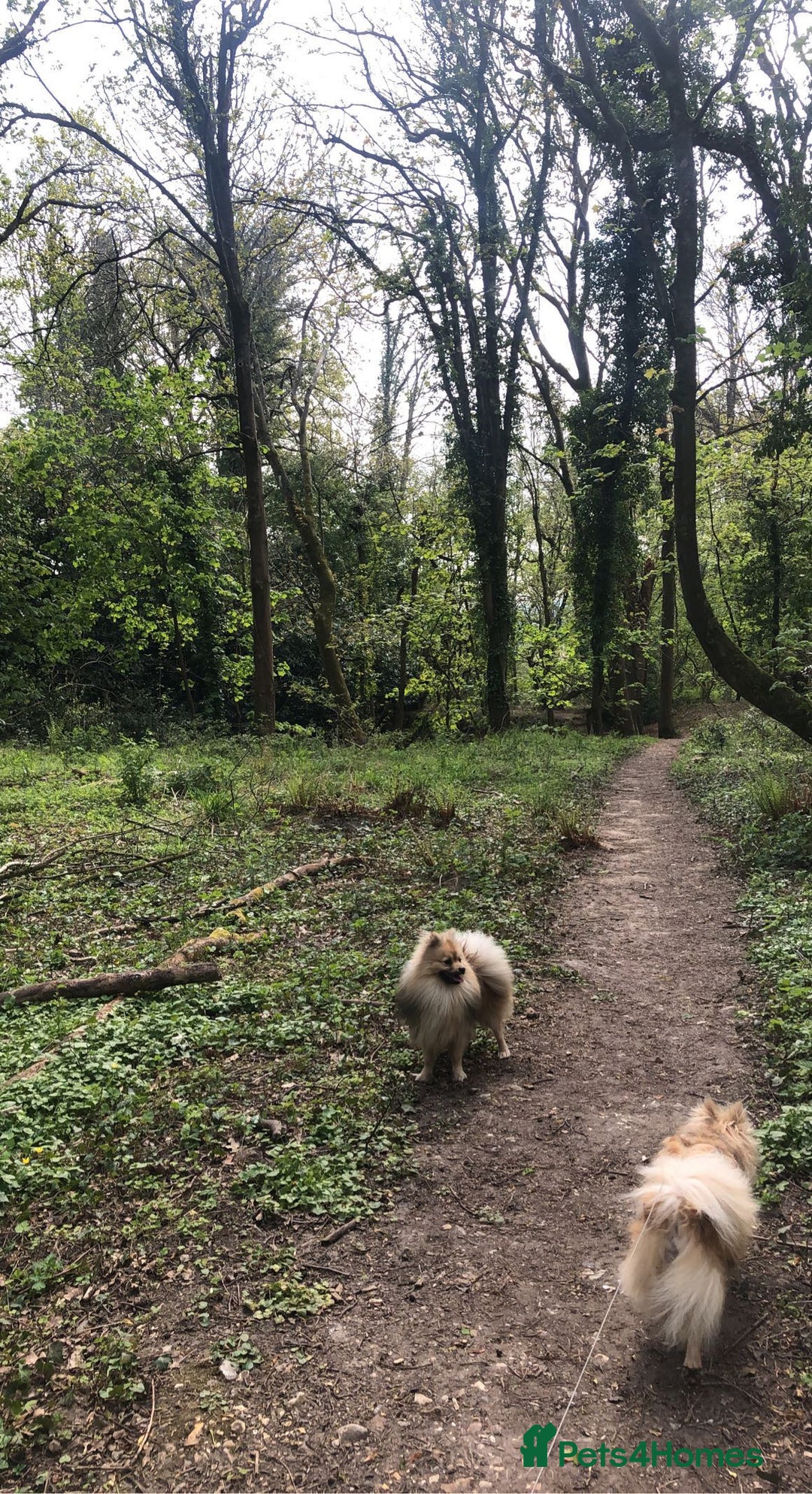 Pomeranian dogs for stud: Pomeranian Stud  - Image 6