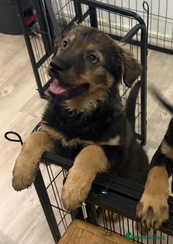 Mixed Breed dogs for sale: German Shepherd husky mix Rottweiler - Advert 13