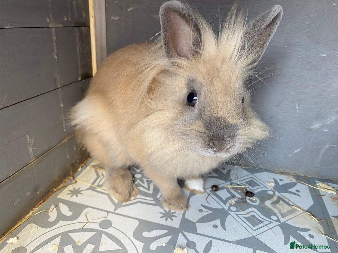 Netherland Dwarf rabbits for sale: Baby lionhead male rabbit - Image 2