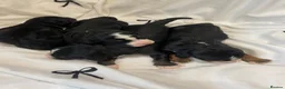 Bernedoodle dogs for sale: Beautiful Tri colour bernedoodle puppies  - Advert 16