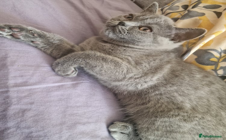 Brazilian Shorthair cats in Sunderland - Advert 2