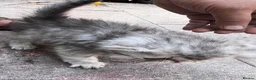 Persian cats for sale: Pure  **  Persian Kittens  in Birmingham - Advert 13